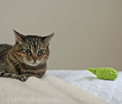 Viola and favorite green toy © Colehauscats.com
