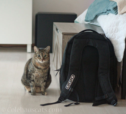 Top security guard Viola guarding Dad's backpack © Colehauscats.com