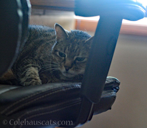Viola guards an old computer chair © Colehauscats.com