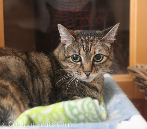 Viola likes her freshly cleaned blanket © Colehauscats.com