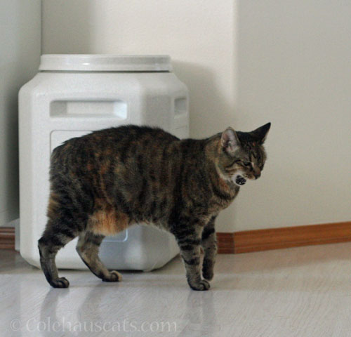 Viola sends a warning about the food bin © Colehauscats.com
