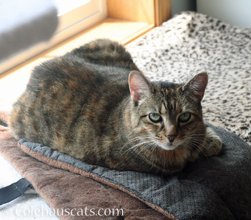 Viola guards a furry cat blanket © Colehauscats.com