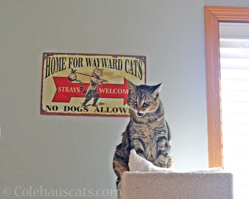 Viola sings © Colehauscats.com