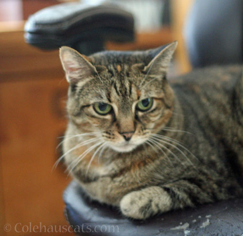 Viola guards the stool top © Colehauscats.com