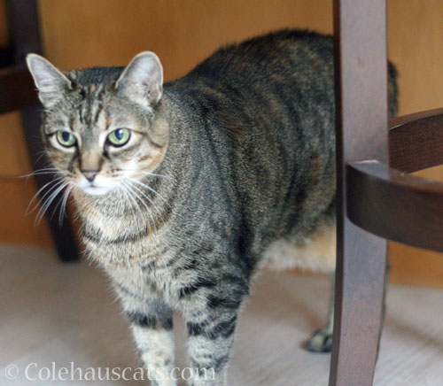 Viola guards the stool legs © Colehauscats.com