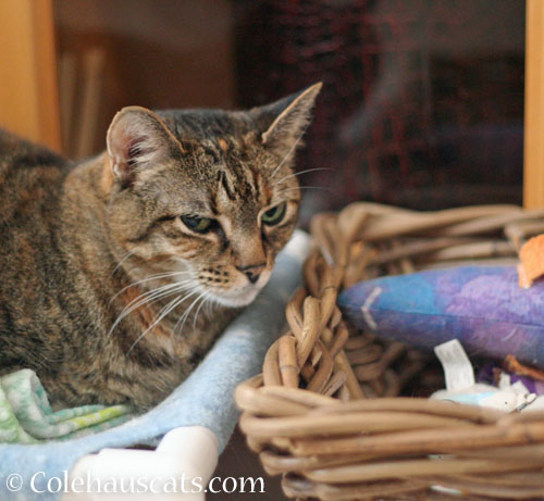 Viola guards a basket of toys © Colehauscats.com