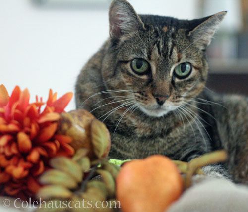 Viola welcomes October, 2026 © Colehauscats.com