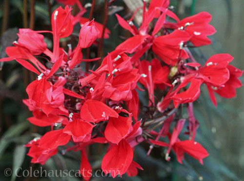 Cardinal Flower, Autumn 2026 © Colehauscats.com
