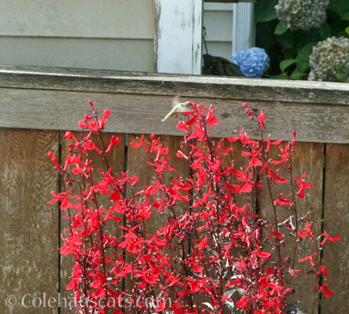 Hummingbird favorite Cardinal Flower, Autumn 2026 © Colehauscats.com