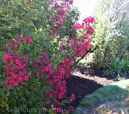 Crepe Myrtle, Autumn 2026 © Colehauscats.com