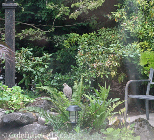 A dove waits for a fountain fix © Colehauscats.com