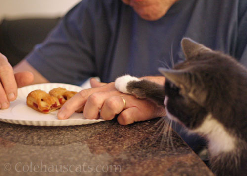 Excuse me © Colehauscats.com