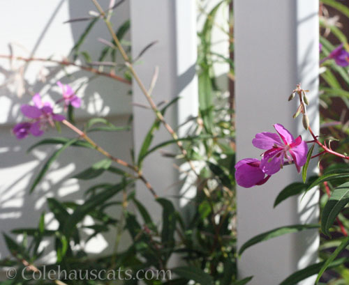 Fireweed, Autumn 2026 © Colehauscats.com
