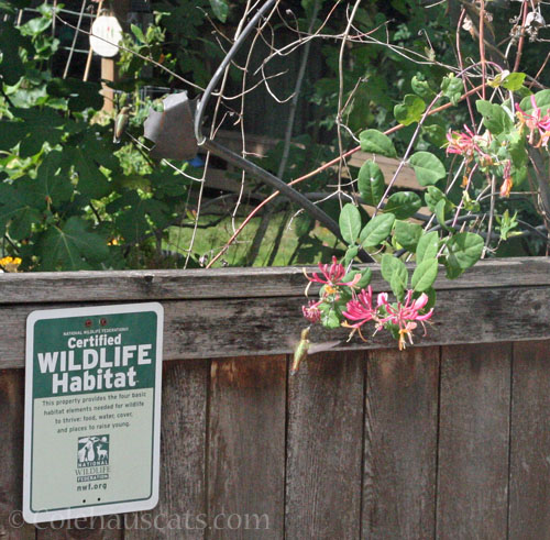 Neighbor Honeysuckle with hummer, Autumn 2026 © Colehauscats.com