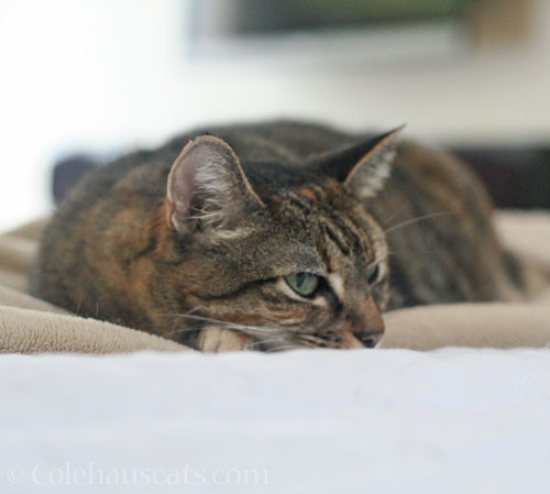 Independent Viola © Colehauscats.com