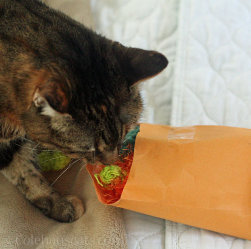 Viola interested in New Toys! © Colehauscats.com