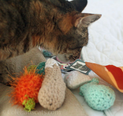 Viola inspects all the New Toys © Colehauscats.com