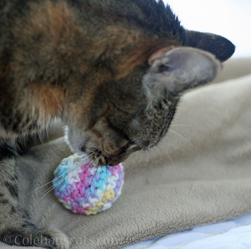 A new favorite? © Colehauscats.com