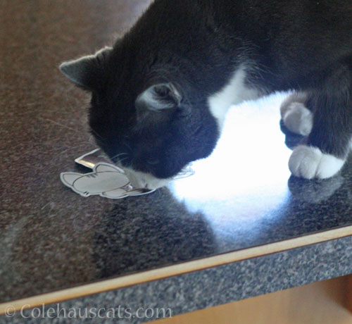 Tessa prefers the stickers © Colehauscats.com