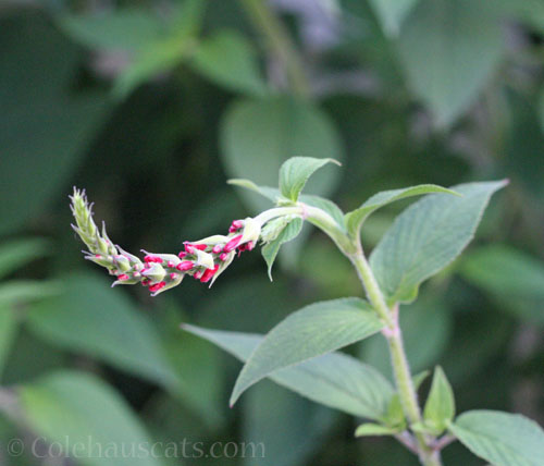 Pineapple Sage, Autumn 2026 © Colehauscats.com