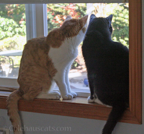 Quint and Tessa talking to birds © Colehauscats.com