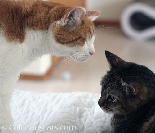 Quint and Viola, future friends? © Colehauscats.com