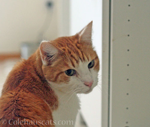 Quint having none of this © Colehauscats.com