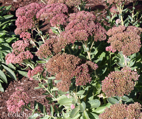Sedum Autumn Joy, Autumn 2026 © Colehauscats.com