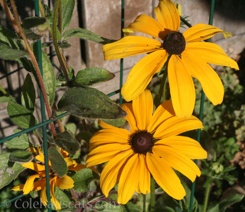 Sunflower type flowers, Autumn 2026 © Colehauscats.com