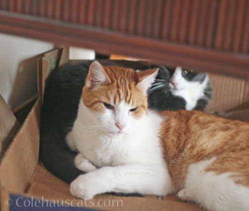 Tessa and Quint, snuggle buddies © Colehauscats.com