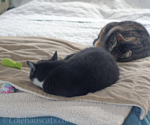 Tessa and Viola so close © Colehauscats.com