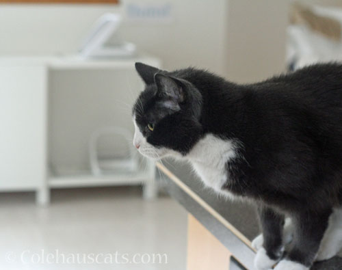Tessa sets her eyes on the target © Colehauscats.com