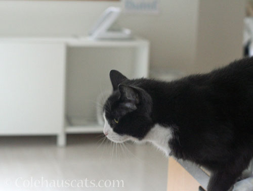 Tessa estimates the space versus thrust needed © Colehauscats.com