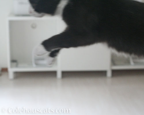 Tessa takes flight © Colehauscats.com