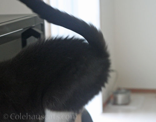 And sticks the landing © Colehauscats.com