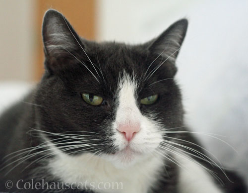 Tessa and Mom share attitude © Colehauscats.com