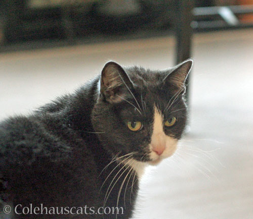 Caught in the act, Tessa claims innocence © Colehauscats.com