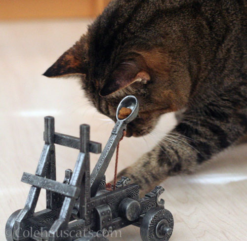 Viola and her Trebuchet © Colehauscats.com