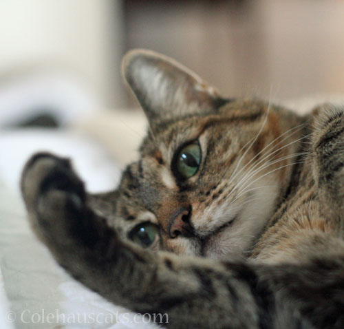 Viola uses the gentle paw persuasion © Colehauscats.com