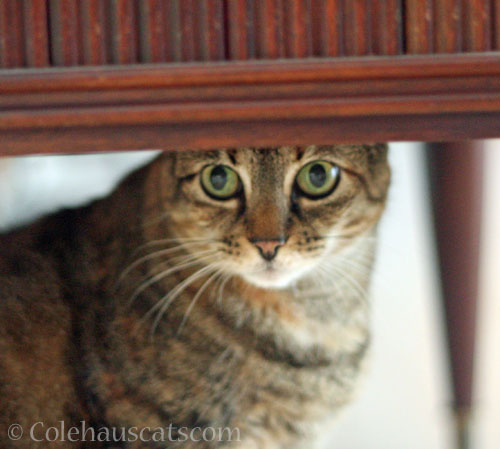 Viola claims she knew all along © Colehauscats.com