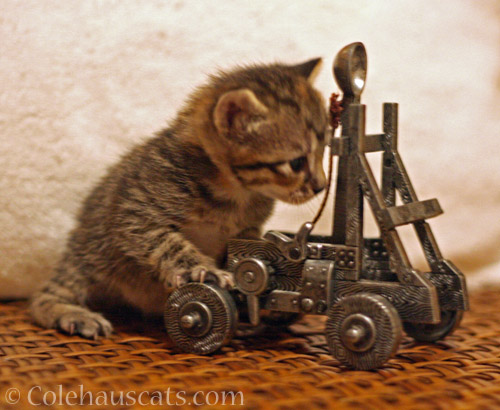 Baby Viola positioning her Trebuchet for the Halloween Hordes, 2013 © Colehauscats