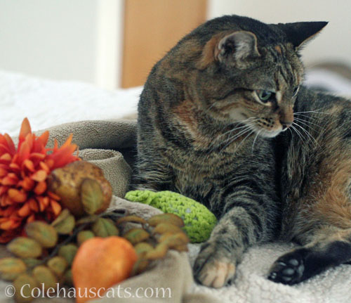 Viola remembers to include her favorite toy © Colehauscats.com