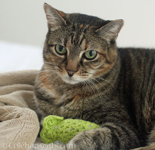 Viola and her comfort toy © Colehauscats.com