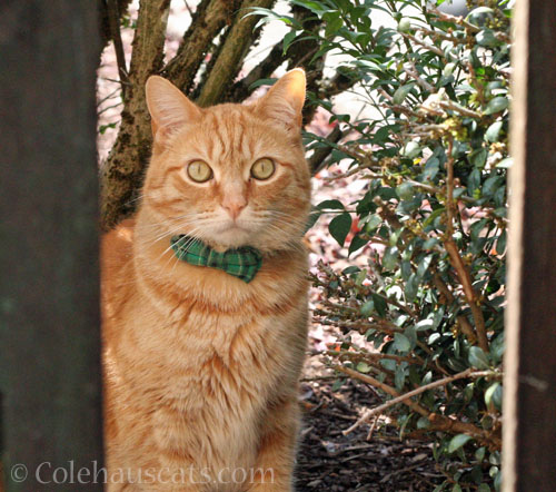 Neighborhood visitor Zerbe, Autumn 2026 © Colehauscats.com